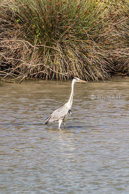 苍鹭在Camargue -法国